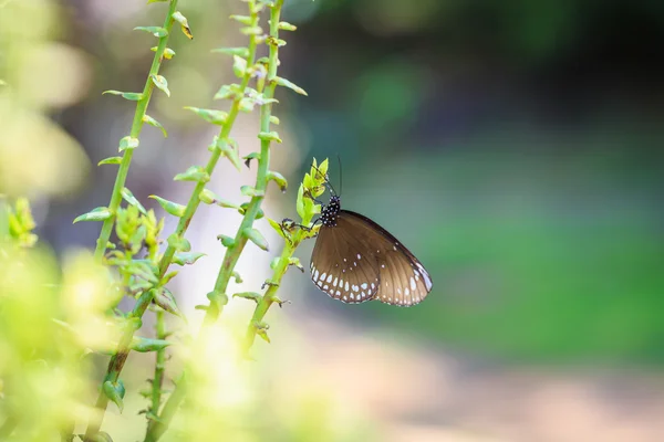 Бабочка на растении — стоковое фото