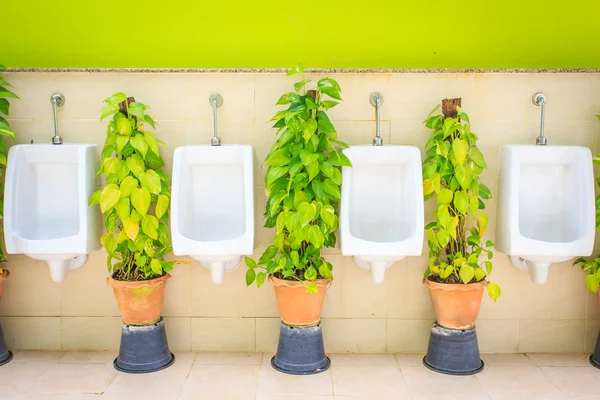 Men toilet with green plant — Stock Photo, Image