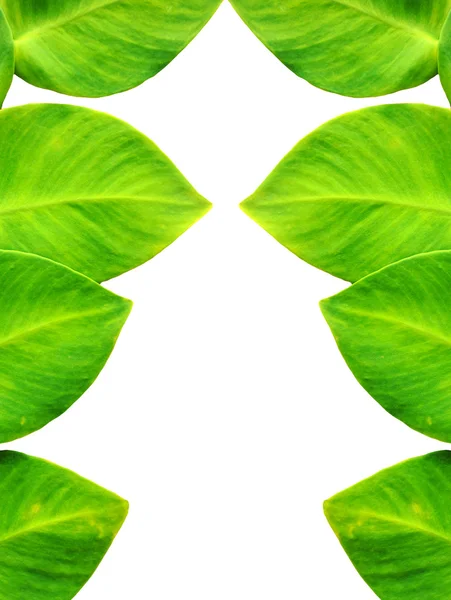 Břečťan zelený — Stock fotografie