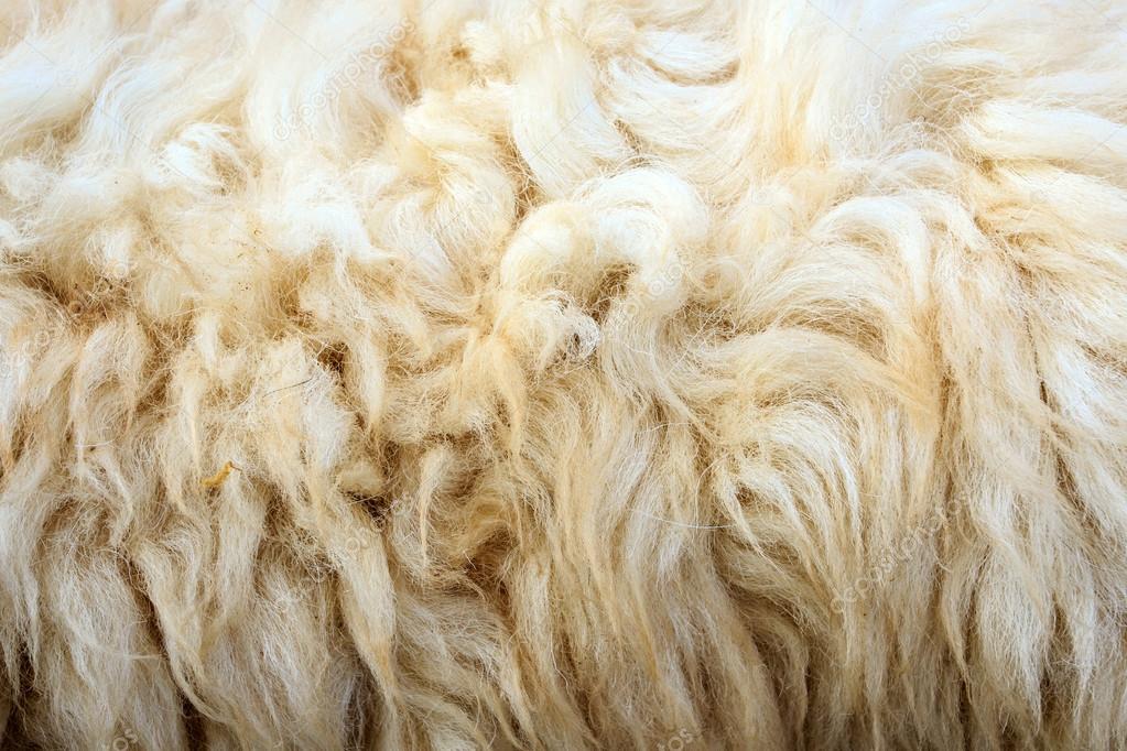 wool sheep