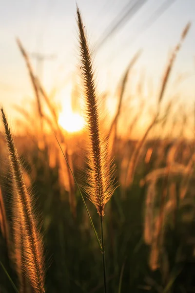 Erba selvatica accanto alla strada al tramonto — Foto Stock