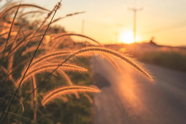 Herbe sauvage le long de la route au coucher du soleil — Photo