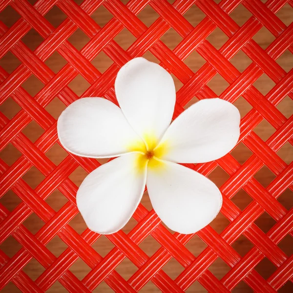 Flor branca de Frangipani — Fotografia de Stock