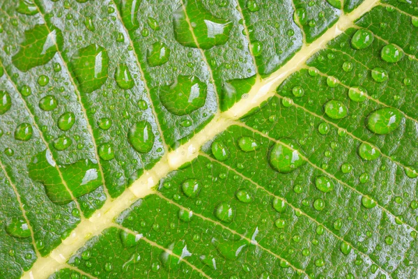 Wassertropfen auf Blatt — Stockfoto