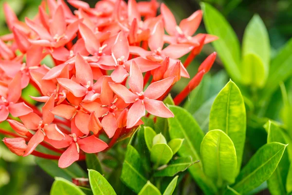 Schöne ixora-blüten — Stockfoto