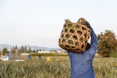 Tay adam büyük bambu sepet ve ananas alan tutmak