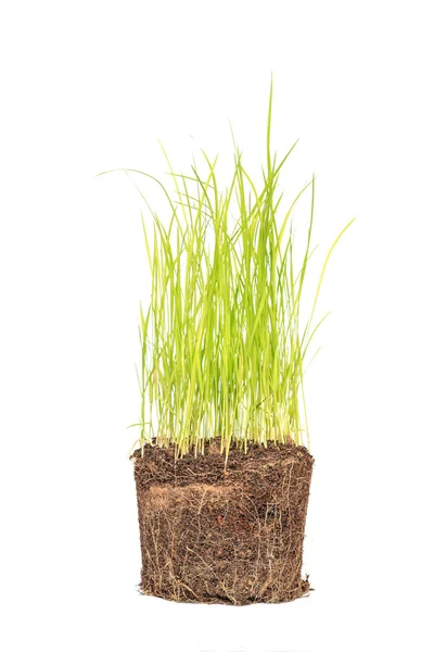 Green grass in soil isolated on white background — Stock Photo, Image