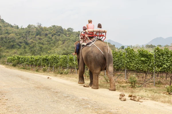 Elefantenwanderung — Stockfoto