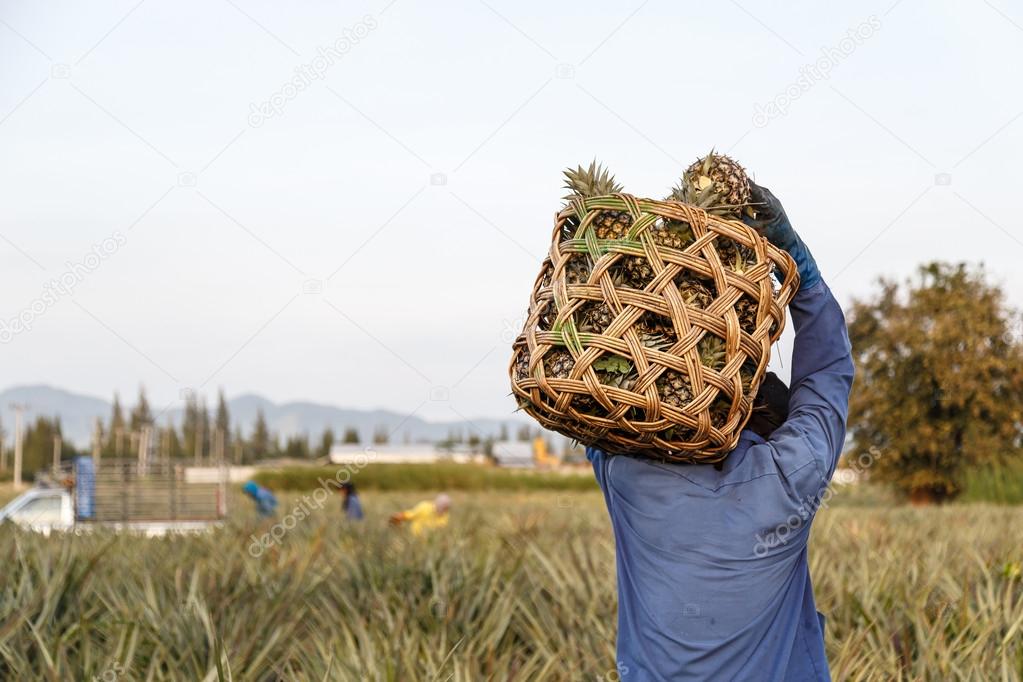 Thai man with big bamboo basket and keeping pineapple field