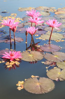 pembe nilüfer çiçeği