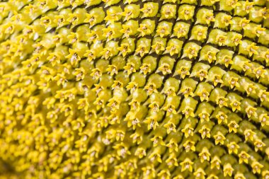 Ayçiçeği Close-Up