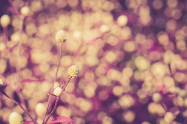 Gräs blomma — Stockfoto