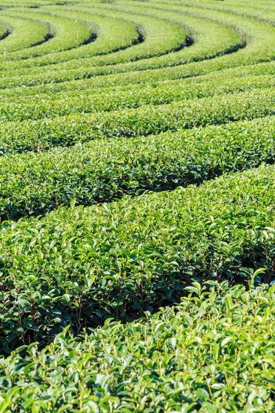 Plantação de chá — Fotografia de Stock