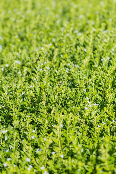 Plantas verdes — Fotografia de Stock