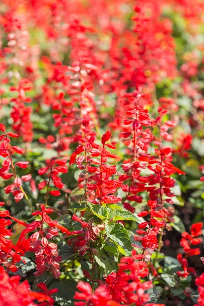 Close-up of salvia flowers — Stock Photo, Image