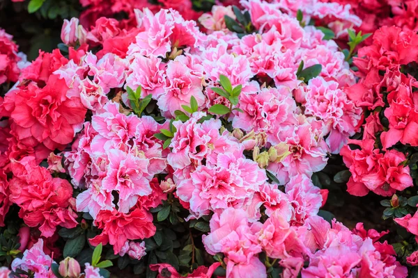 Azalea flower — Stock Photo, Image