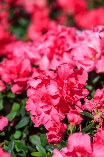 Azalea flower — Stock Photo, Image