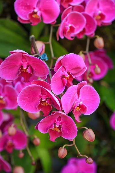 Orquídea violeta — Foto de Stock