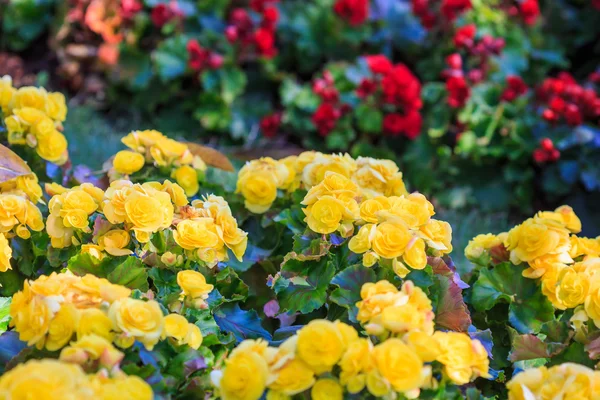 Azalea flower — Stock Photo, Image