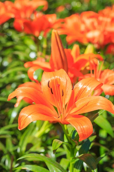 Gigli in giardino — Foto Stock