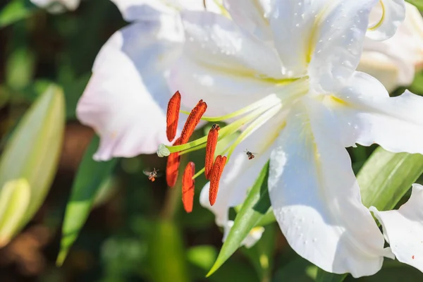 Giglio in giardino — Foto Stock