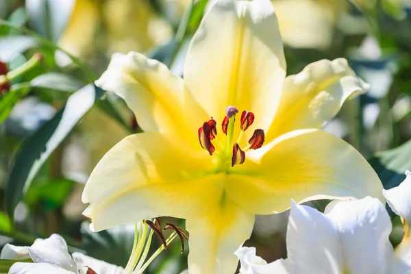 Giglio in giardino — Foto Stock