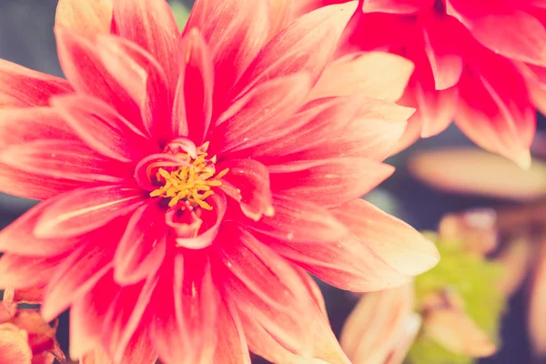 Krysantemum blomma — Stockfoto