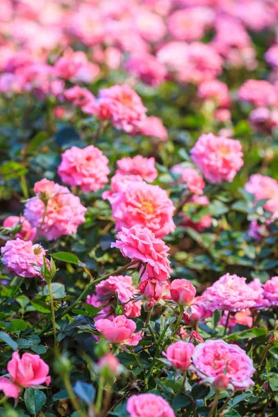 Azalea flowers — Stock Photo, Image