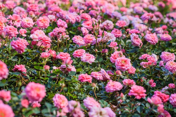 Azalea flowers — Stock Photo, Image