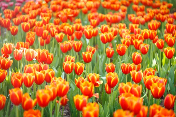 Tulipanes coloridos — Foto de Stock