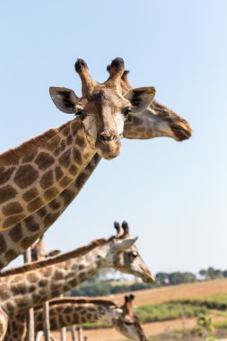 Zürafalar ve mavi gökyüzü