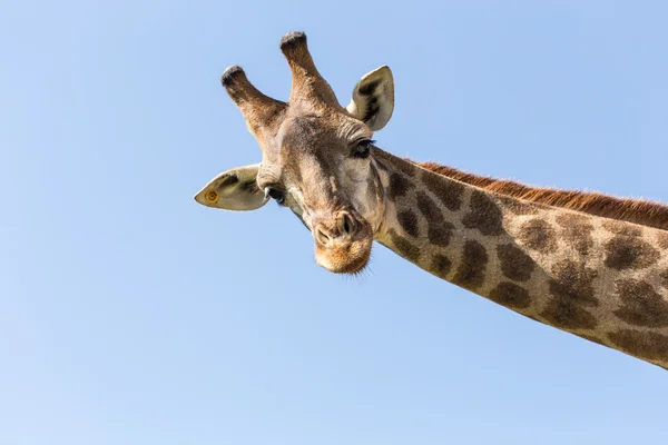 Жираф и голубое небо — стоковое фото