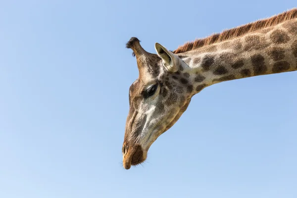 Жираф и голубое небо — стоковое фото