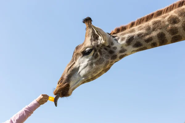 Человек приходит кормить жирафа — стоковое фото