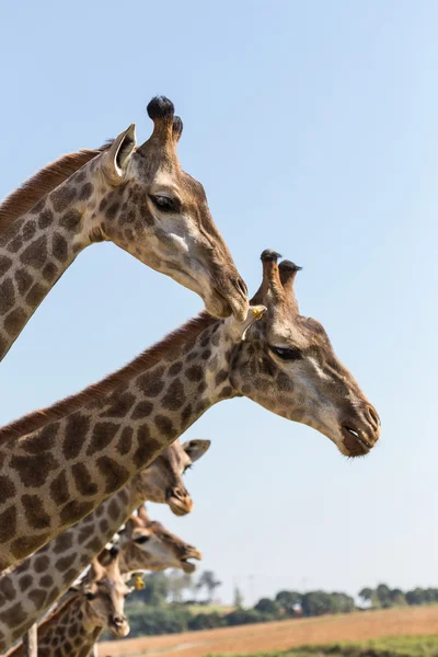 Jirafas y cielo azul — Foto de Stock