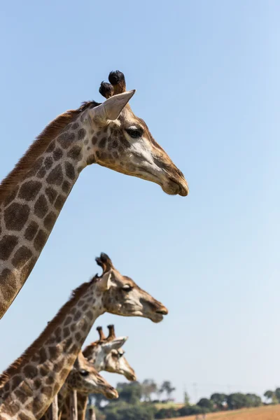 Jirafas y cielo azul — Foto de Stock