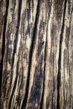 ahşap doku arkaplanı