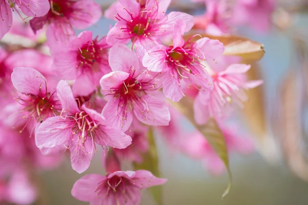 Pink sakura flowers — Stock Photo, Image