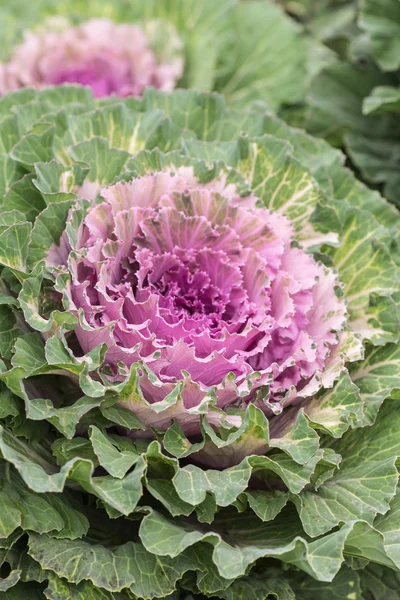 Kleurrijke kool in veld — Stockfoto