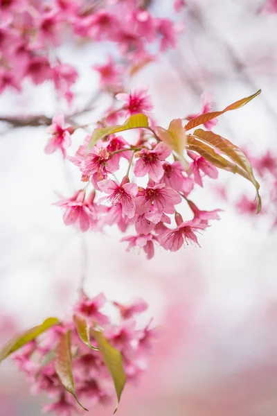 Pink sakura flowers — Stock Photo, Image