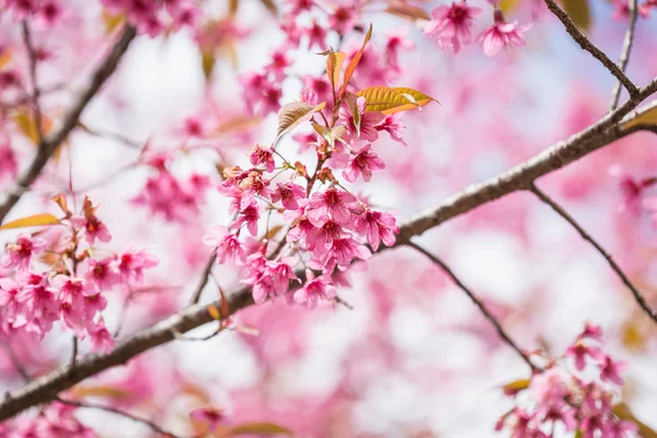 Pink sakura flowers — Stock Photo, Image