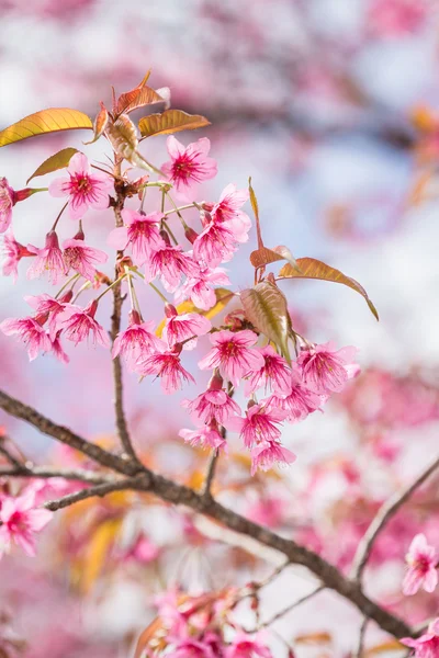 Pink sakura flowers — Stock Photo, Image