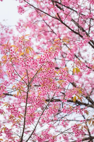 Pink sakura flowers — Stock Photo, Image