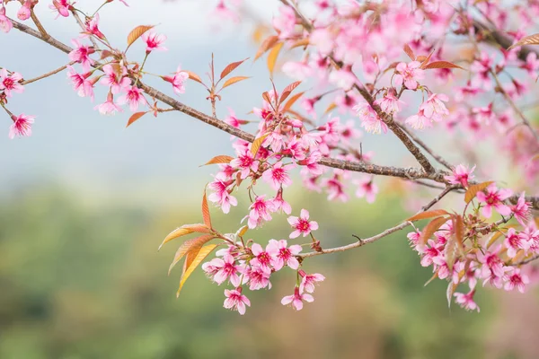 Pink sakura flowers — Stock Photo, Image