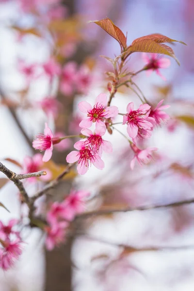 Pink sakura flowers — Stock Photo, Image