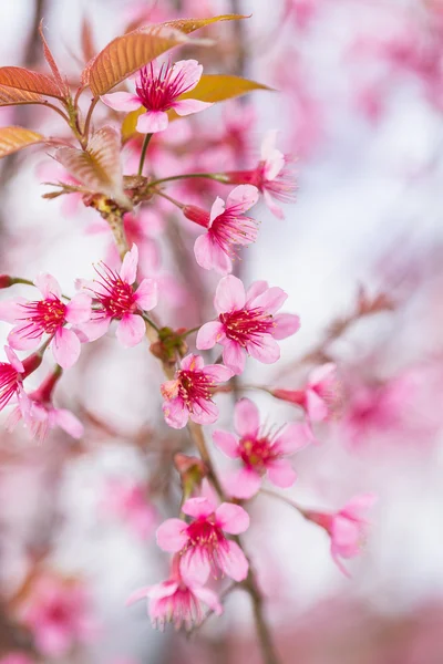Pink sakura flowers — Stock Photo, Image