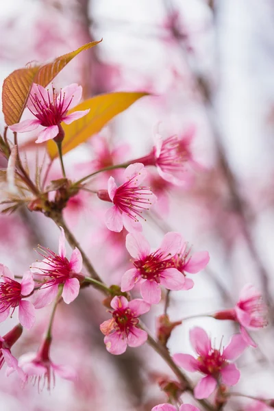 Pink sakura flowers — Stock Photo, Image