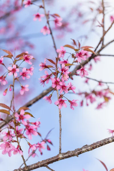 Pink sakura flowers — Stock Photo, Image