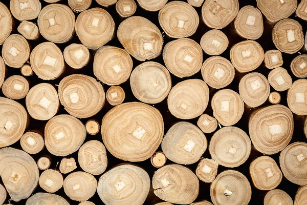 Suché dřevěné klády — Stock fotografie