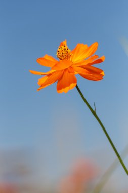 Turuncu cosmos çiçek